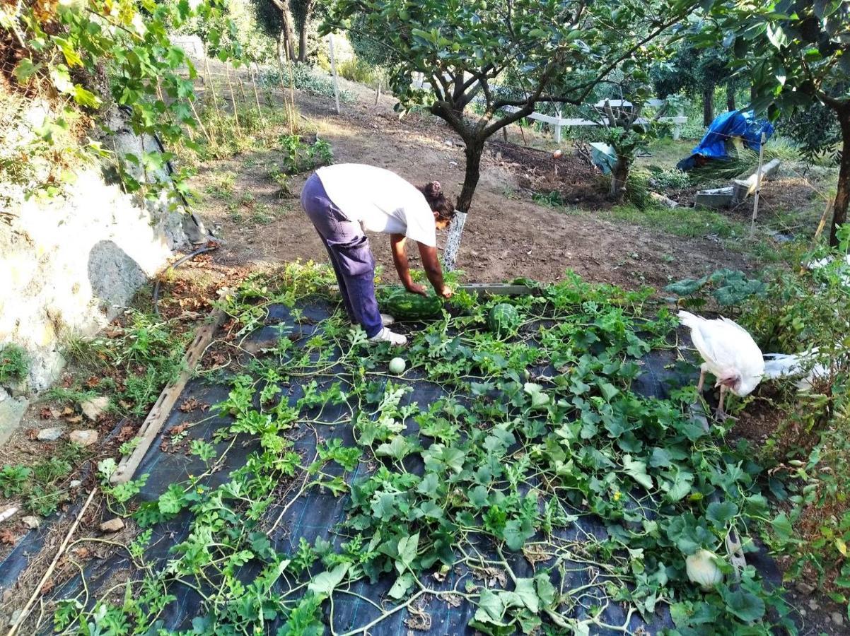 Bed & Breakfast Agrifazenda Cogoleto