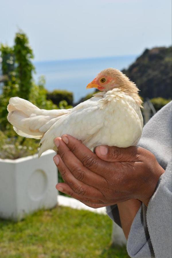 Agrifazenda