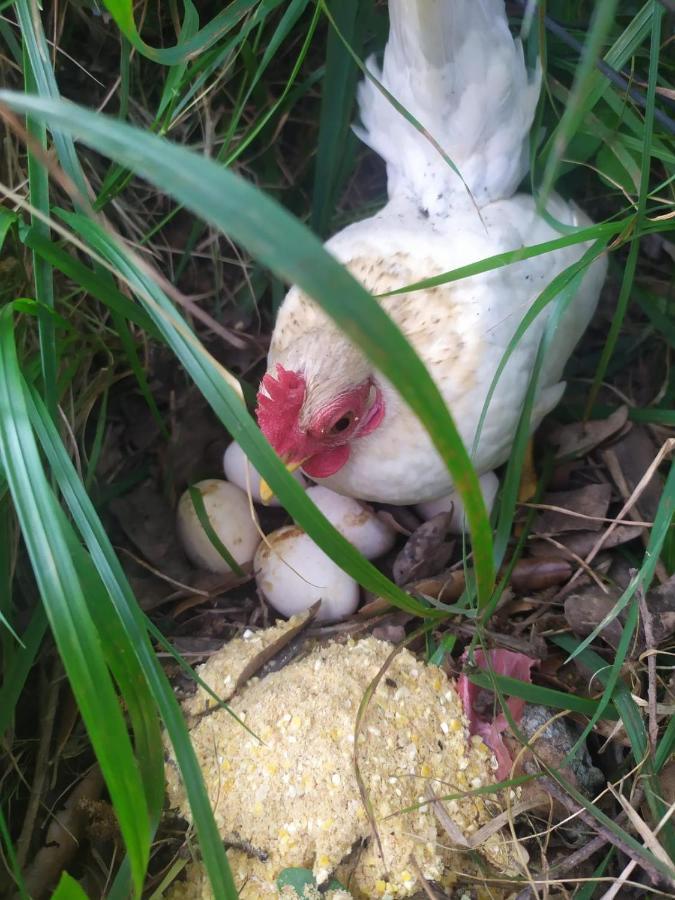 Agrifazenda Cogoleto